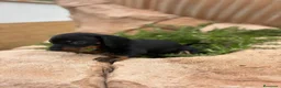 Teckel Miniatura perros en venta: Cachorros teckel miniatura  - Anuncio 3