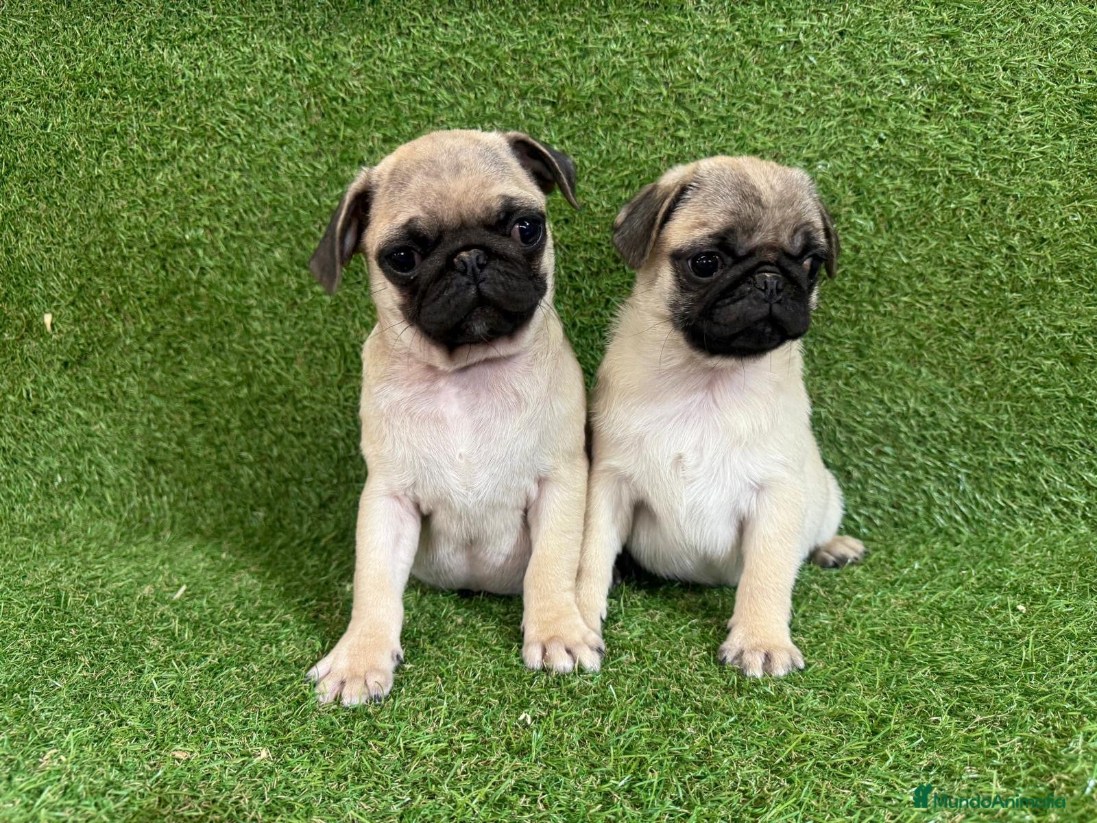 Carlino - Pug perros CARLINO - Anuncio 3