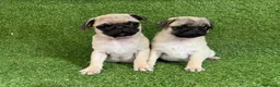 Carlino - Pug perros en venta: CARLINO - Anuncio 1
