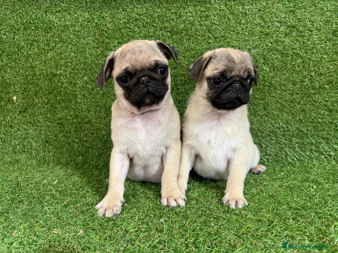 Carlino - Pug perros en venta: CARLINO - Anuncio 1