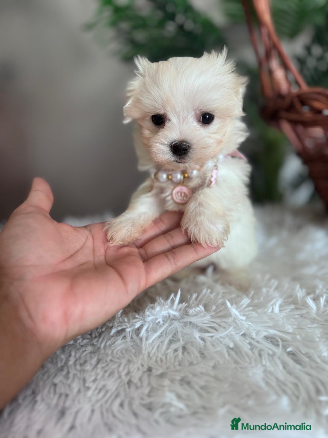Bichón Maltés perros en venta: BICHON MALTES HEMBRA - Imagen 3
