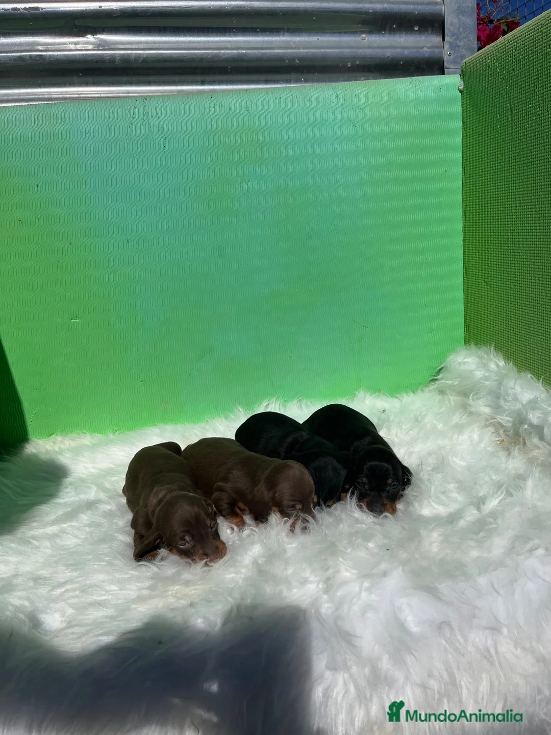 Teckel Miniatura perros en venta: Cachorros de teckel  - Anuncio 2