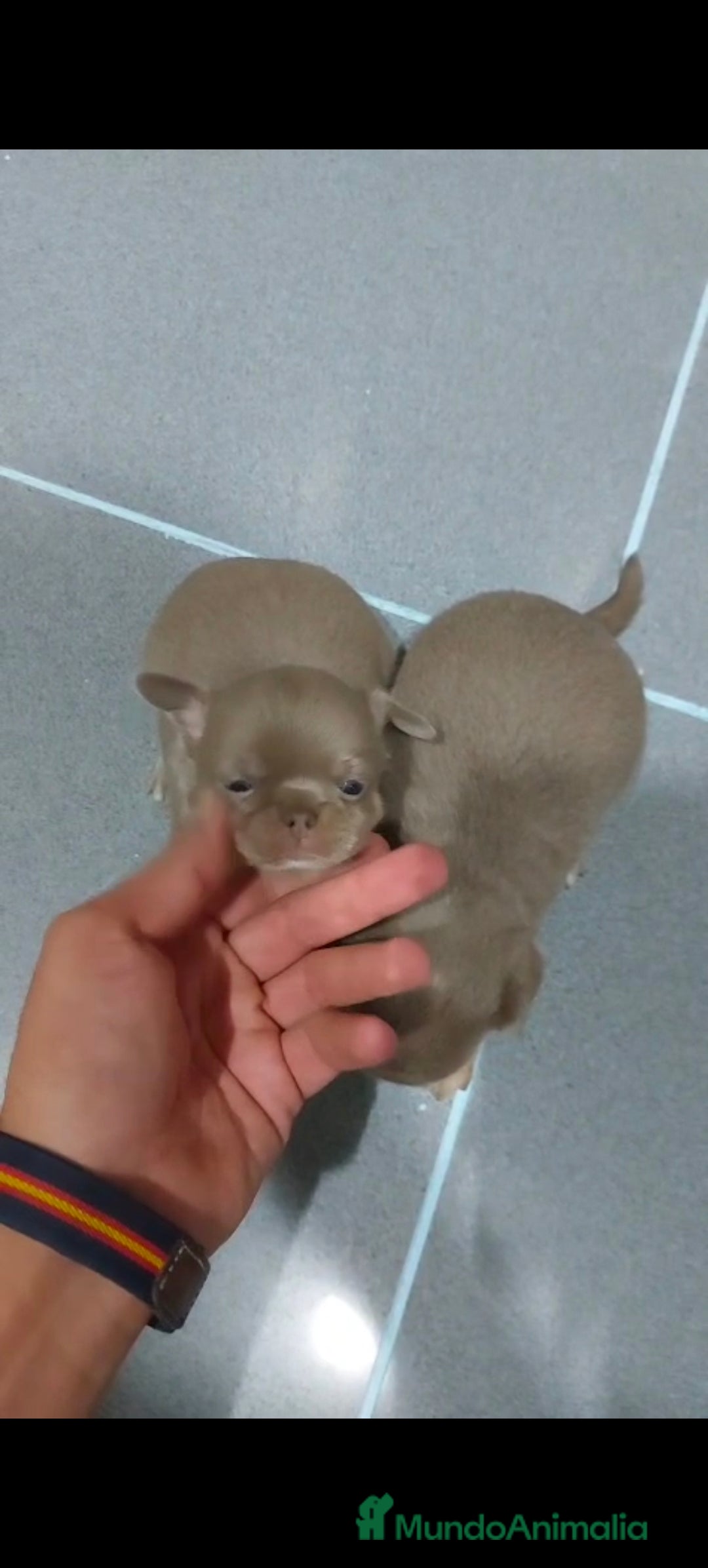 Chihuahua perros en venta: Chihuahua blue machos  - Imagen 2