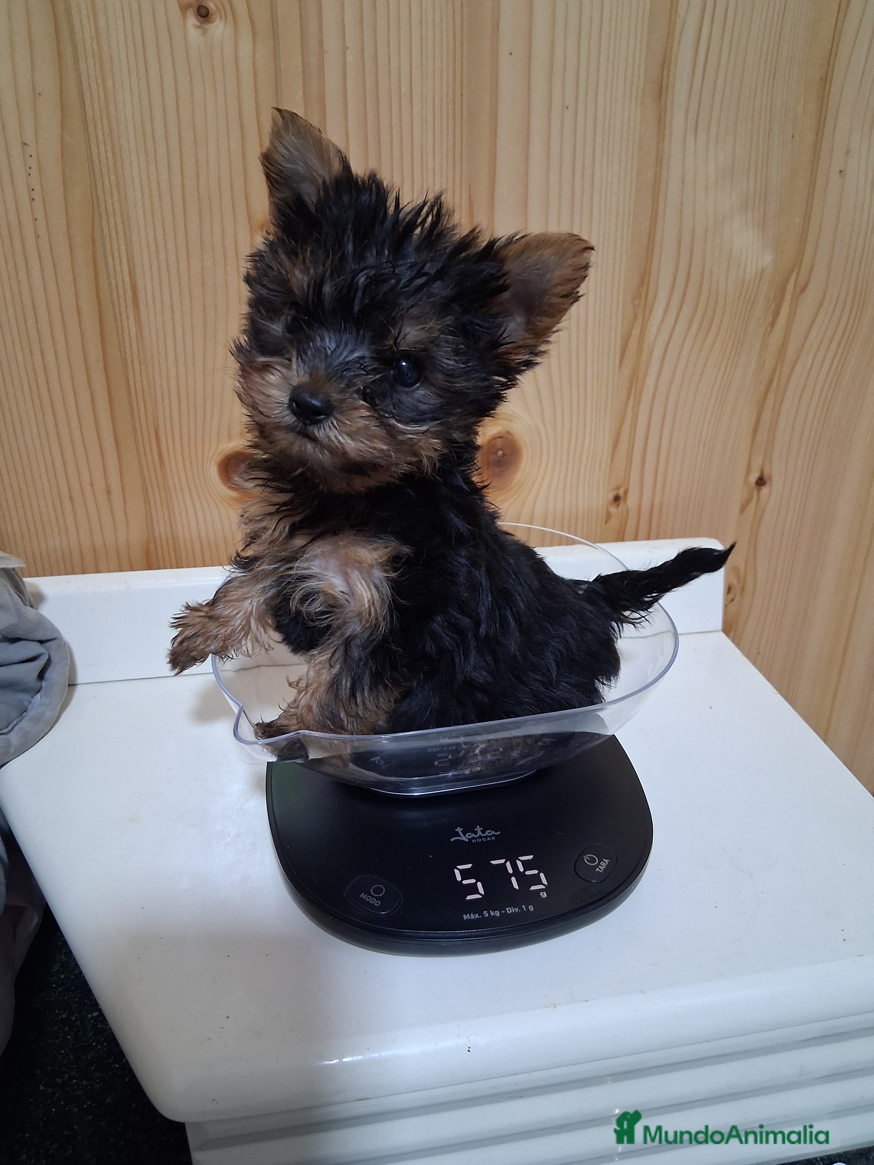 Yorkshire Terrier perros Yorkshire  - Anuncio 6