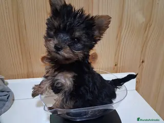 Yorkshire Terrier perros Yorkshire - Anuncio 14
