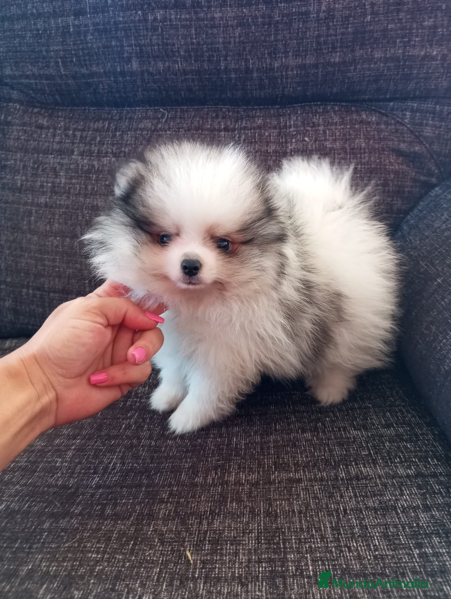 Pomerania perros Pomerania de Lulú - Anuncio 40