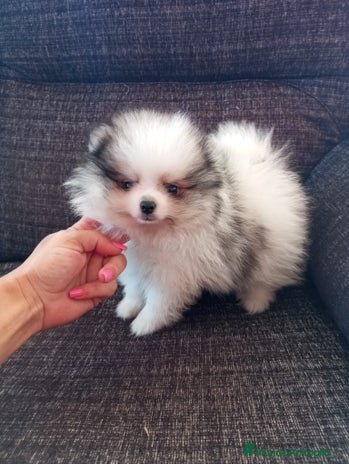 Pomerania perros Pomerania de Lulú - Anuncio 4