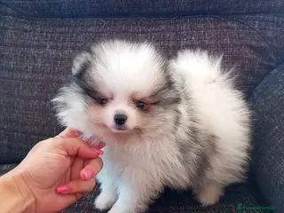 Pomerania perros Pomerania de Lulú - Anuncio 11