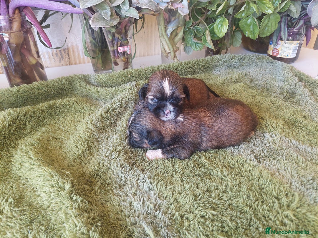 Shih Tzu perros en venta: SHIH TZUS TAMAÑO PEQUEÑO PURA RAZA  - Imagen 3