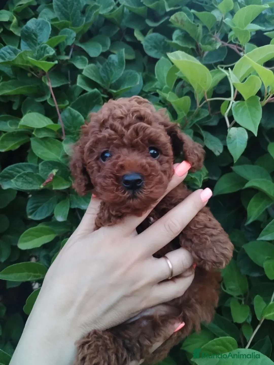 Caniche Toy perros en venta: caniche toy super pequeño  - Anuncio 2