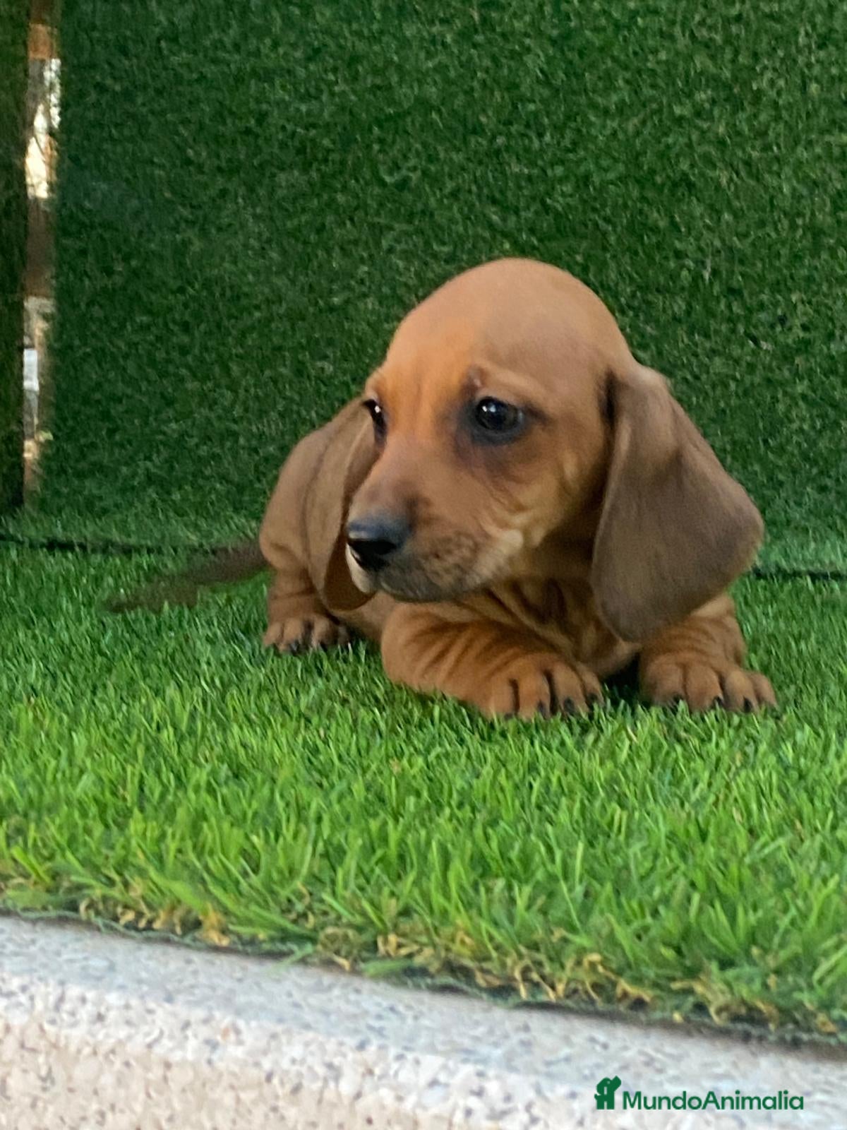 Teckel perros TECKEL ///// DACHSHUND ESPAÑA  - Anuncio 2