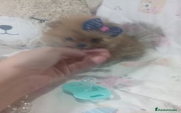 Pomerania perros en venta: ‼️POMERANIAS TAMAÑO TOY - Imagen 2