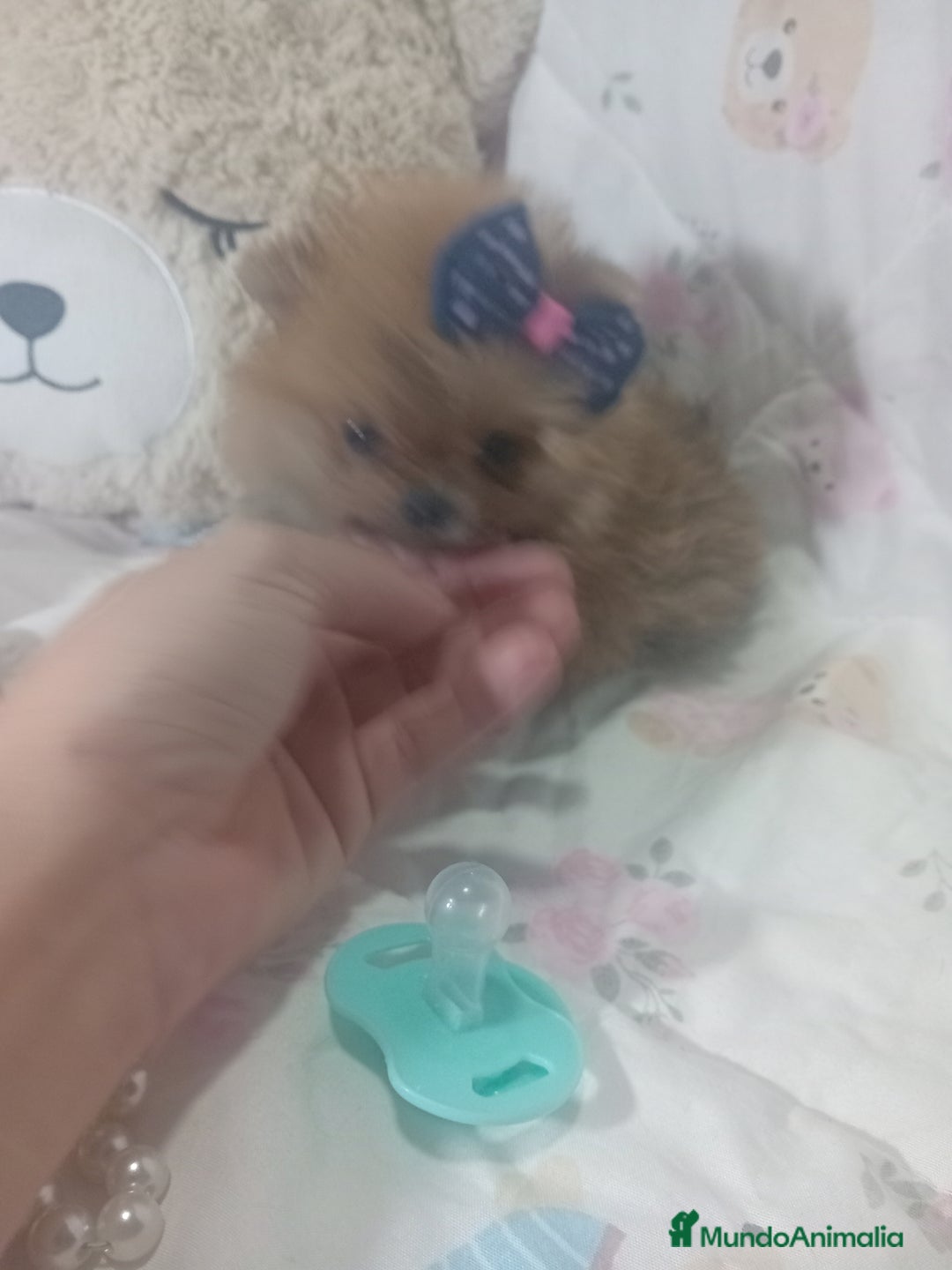 Pomerania perros en venta: ‼️POMERANIAS TAMAÑO TOY - Imagen 2