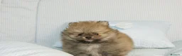 Pomerania perros en venta: CACHORROS DE POMERANIA  - Anuncio 6
