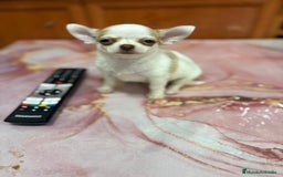 Chihuahua perros en venta: Chihuahua toy ruso macho - Imagen 9