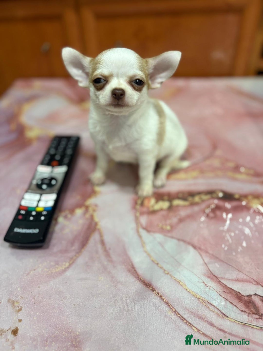 Chihuahua perros en venta: Chihuahua toy ruso macho - Imagen 9