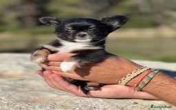 Chihuahua perros en venta: Chihushua hembra leonada toy  - Imagen 4