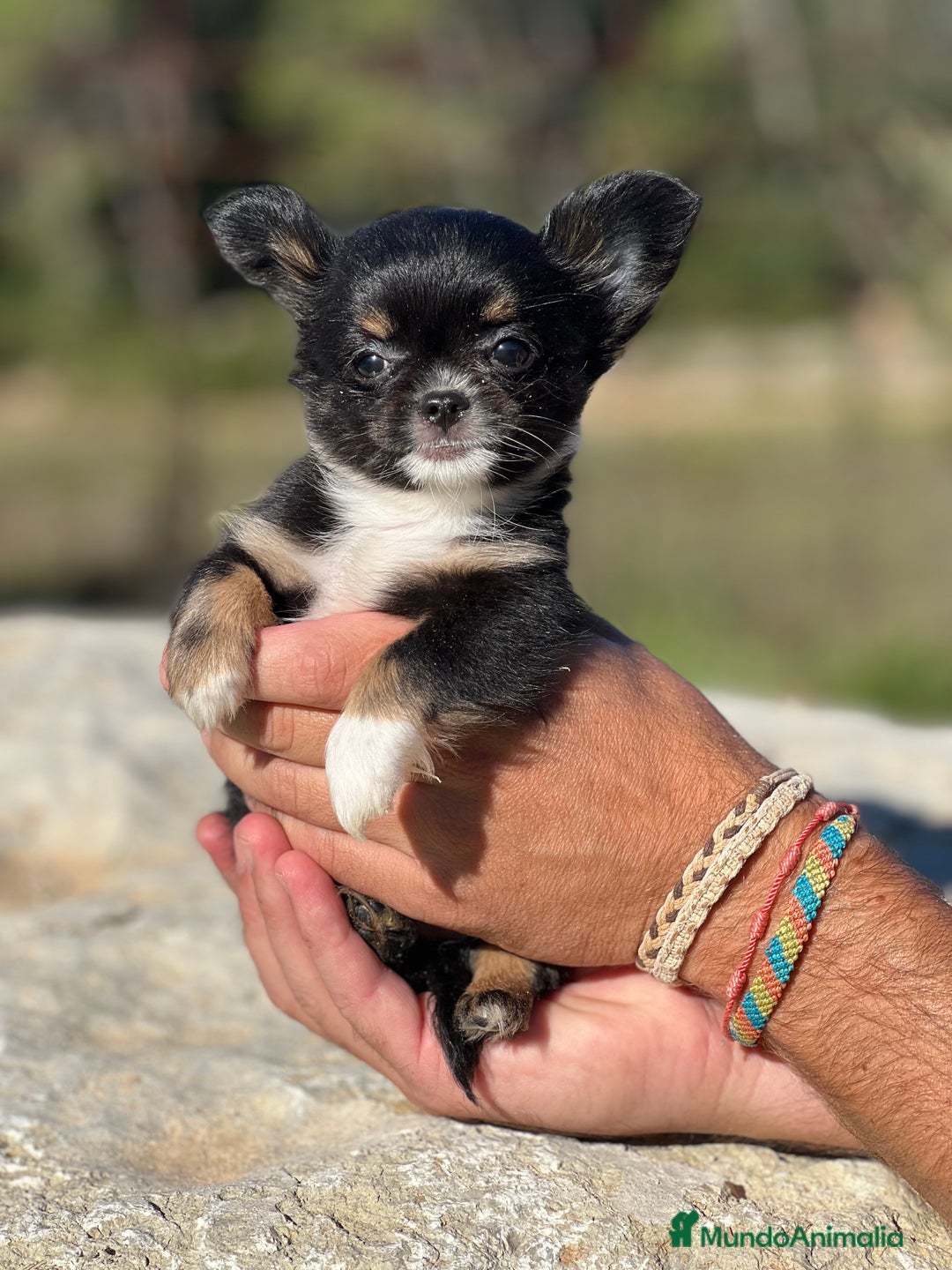 Chihuahua perros en venta: Chihushua hembra leonada toy  - Imagen 4