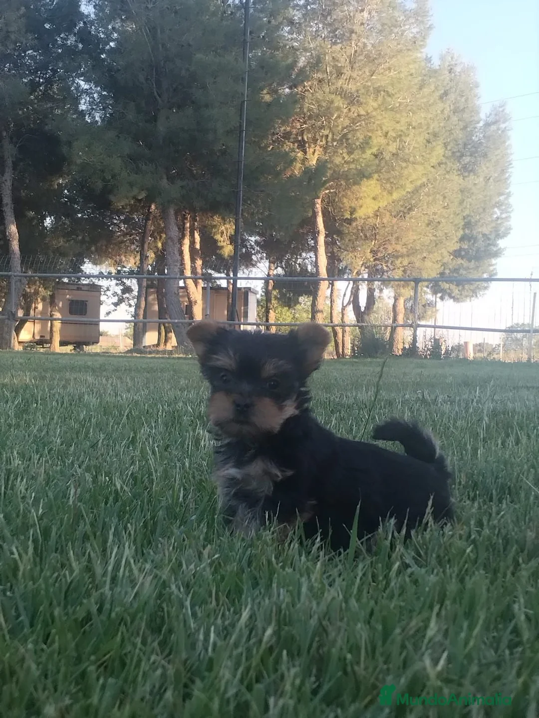 Yorkshire Terrier perros en venta: Magnífica hembra de yorkshire terrier  - Anuncio 2
