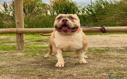 American Bully perros en venta: AMERICAN BULLY ♂️♀️ - Imagen 4