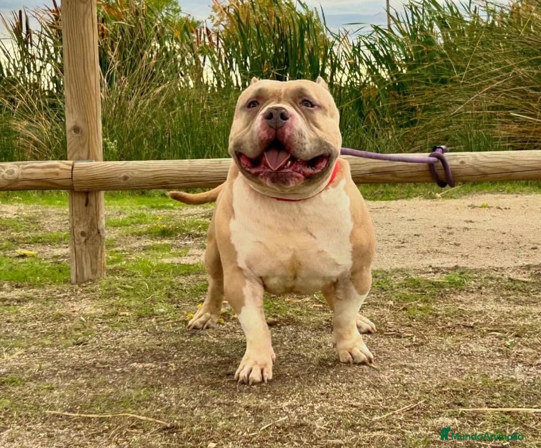 American Bully perros en venta: AMERICAN BULLY ♂️♀️ - Imagen 4