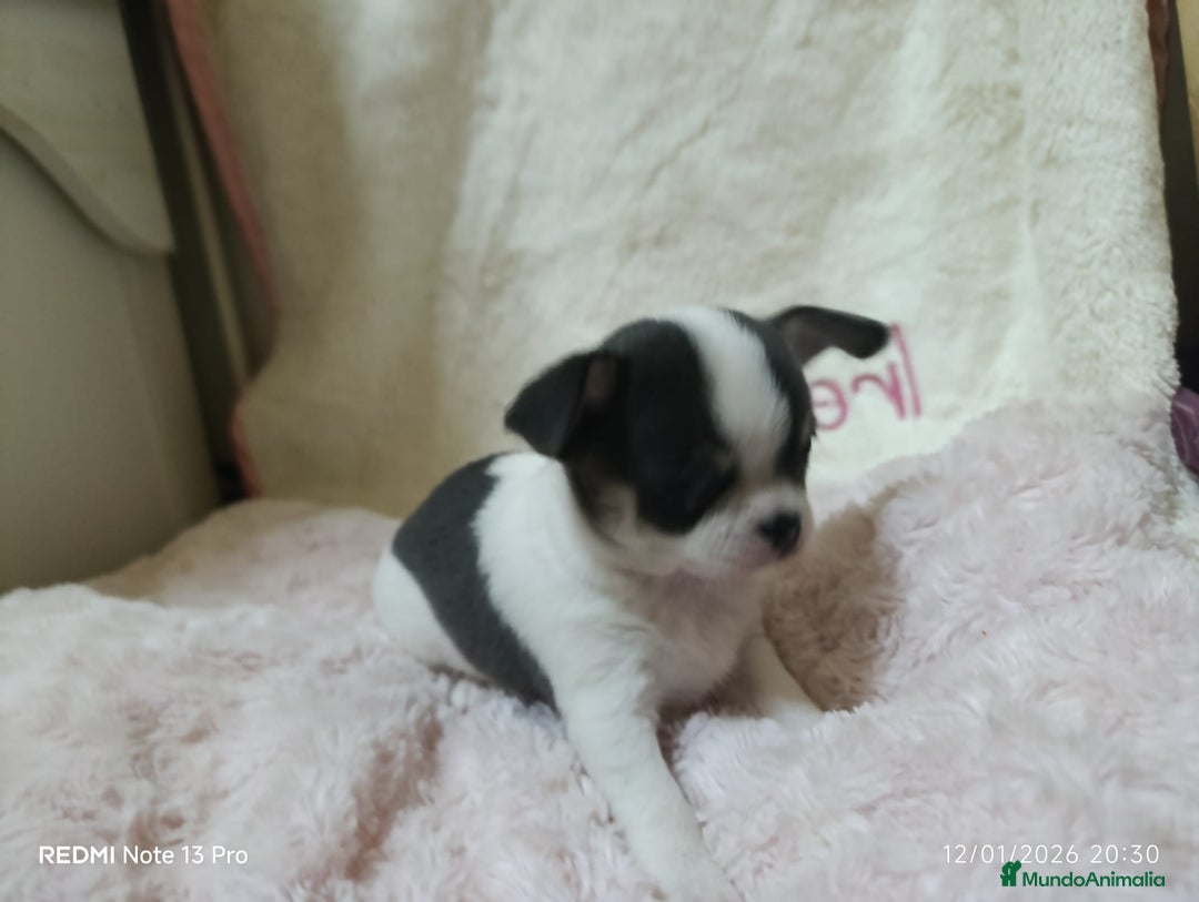 Chihuahua perros en venta: Chihuhuas toy  - Anuncio 1