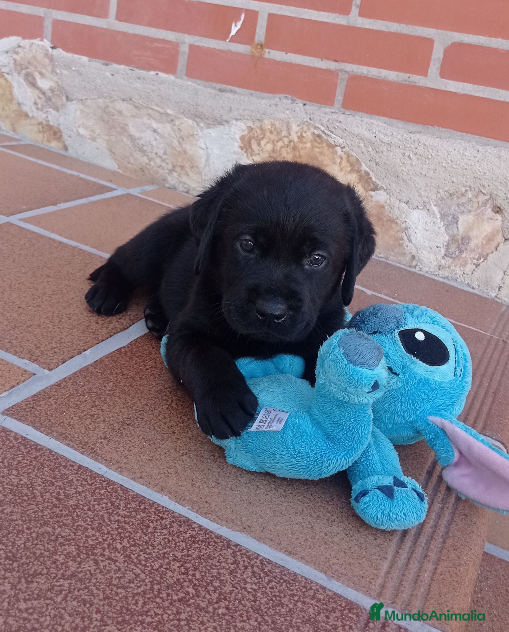 Labrador Retriever perros Labradores retriver de Quercuscan  - Anuncio 1