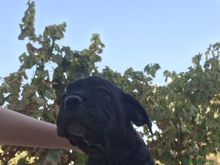 Cane Corso perros CANE CORSO PEDIGREE - Anuncio 2