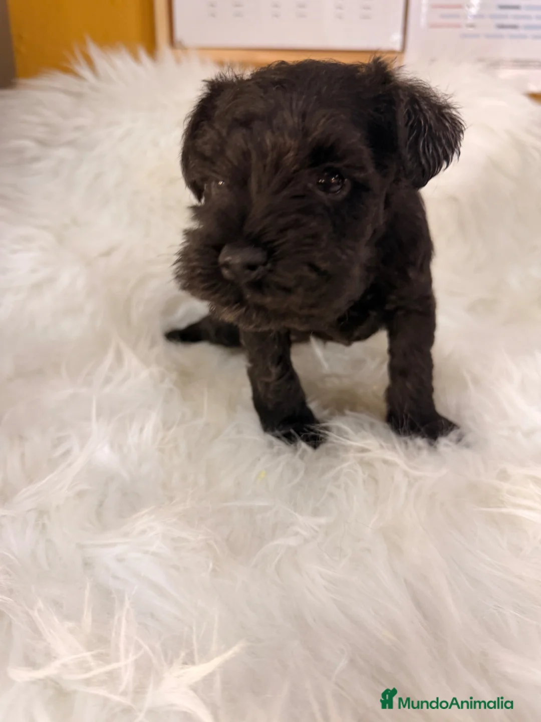 Schnauzer Miniatura perros en venta: SCHNAUZER MINIATURA - Anuncio 2