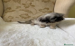 Pekinés perros en venta: Cachorros de Pekines Imperial hembras  - Imagen 18