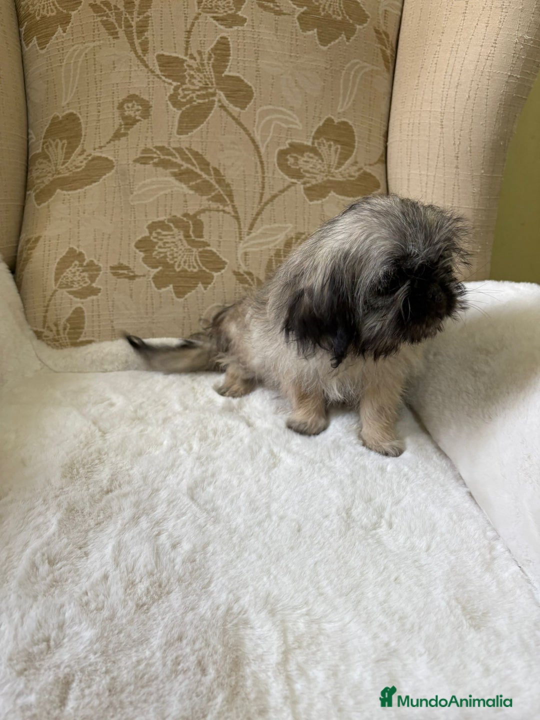 Pekinés perros en venta: Cachorros de Pekines Imperial hembras  - Imagen 18