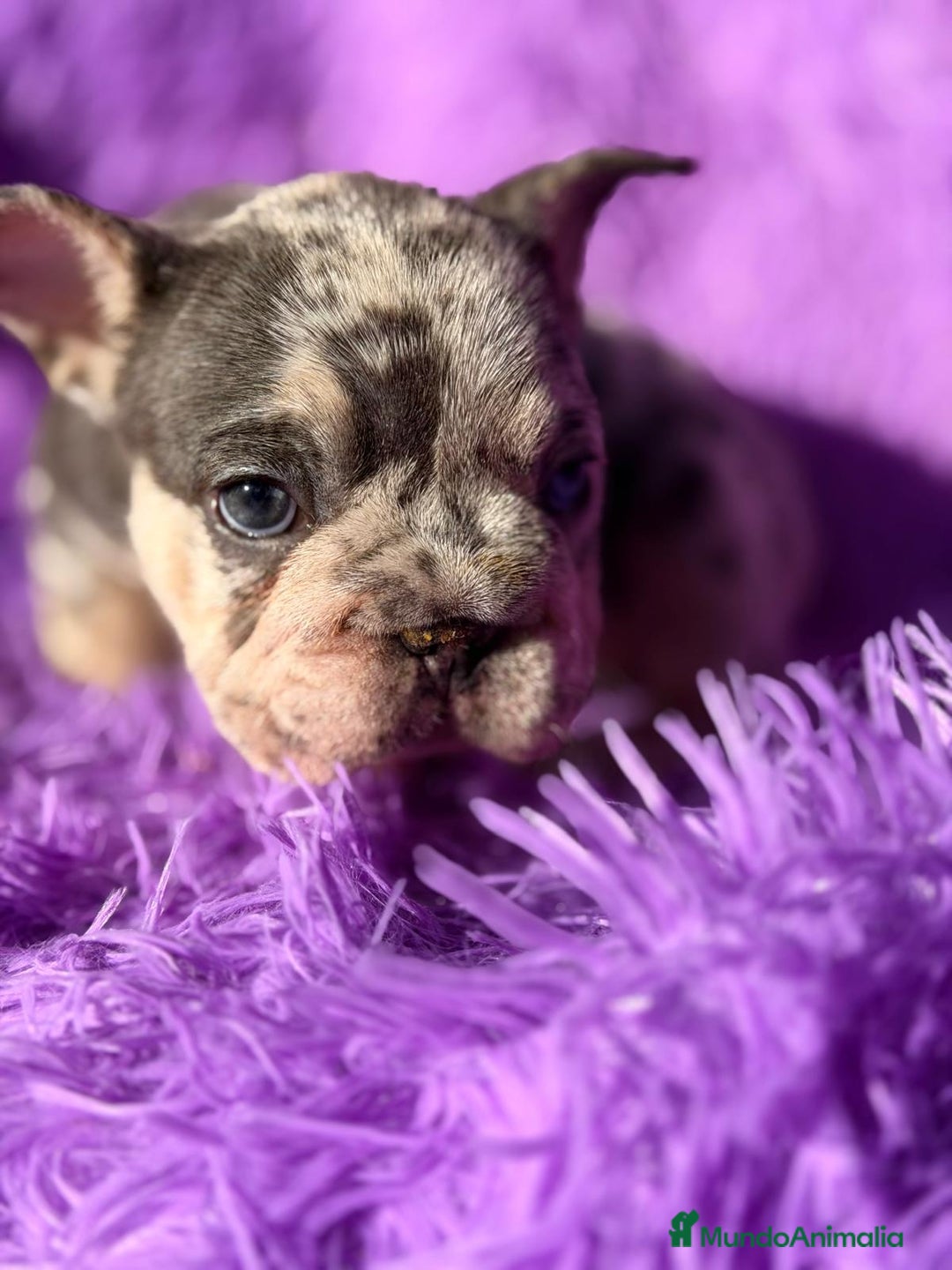 Bulldog Francés perros en venta: BULLDOG FRANCÉS BIG ROPE - Anuncio 1