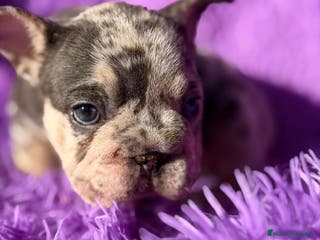 Bulldog Francés perros BULLDOG FRANCÉS BIG ROPE - Anuncio 3