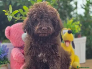 Perro de Agua Español perros Perro de aguas hembras y machos - Anuncio 29