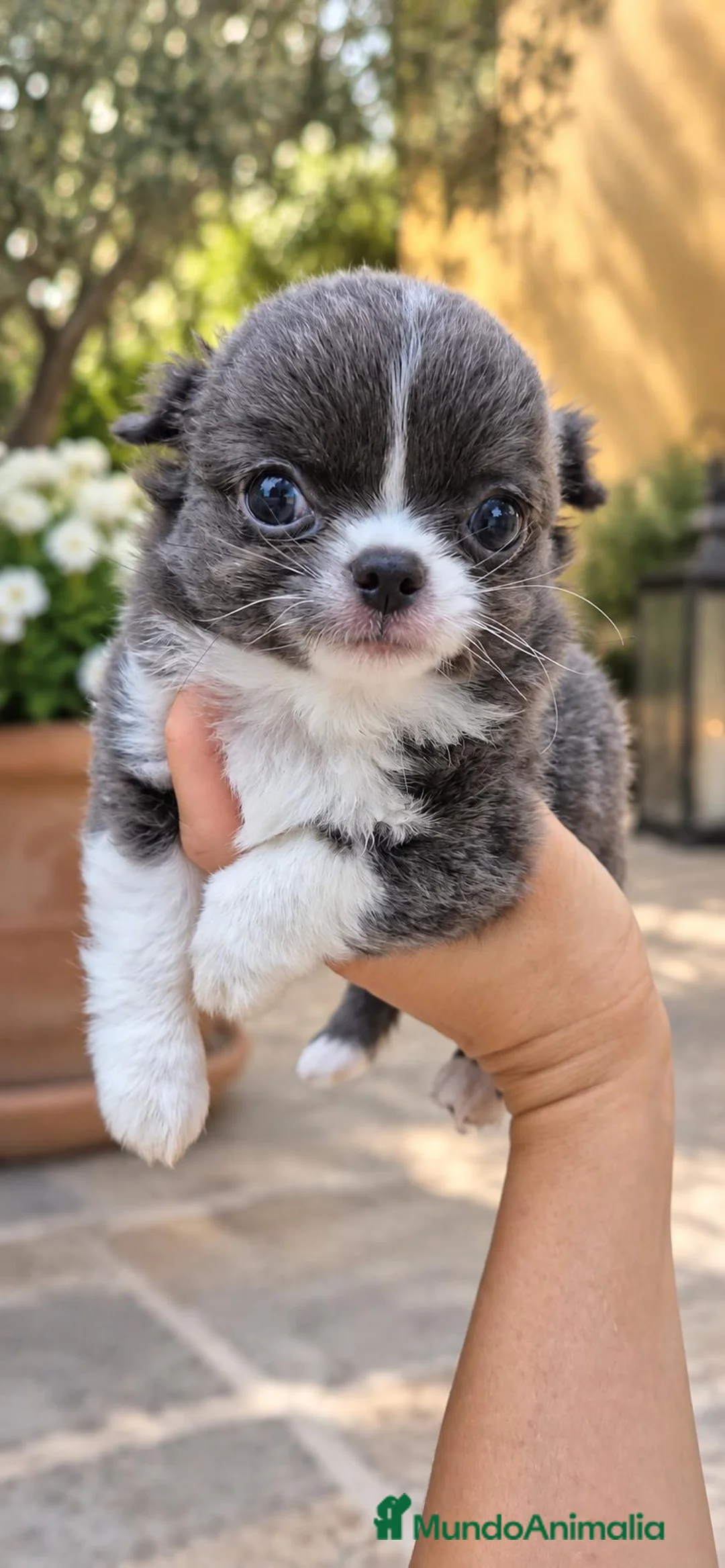 Chihuahua perros en venta: Chihuahua Pelo largo - Anuncio 3