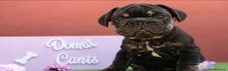 Bulldog Francés perros en venta: Bulldog francés exóticos - Anuncio 1