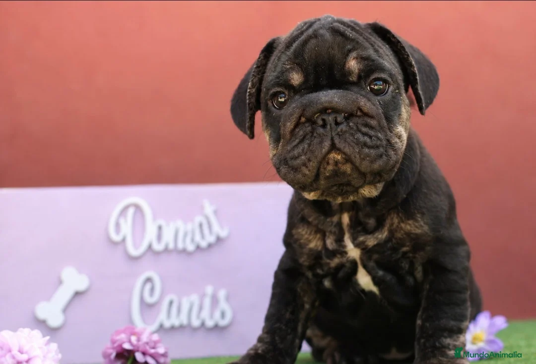 Bulldog Francés perros en venta: Bulldog francés exóticos - Anuncio 1