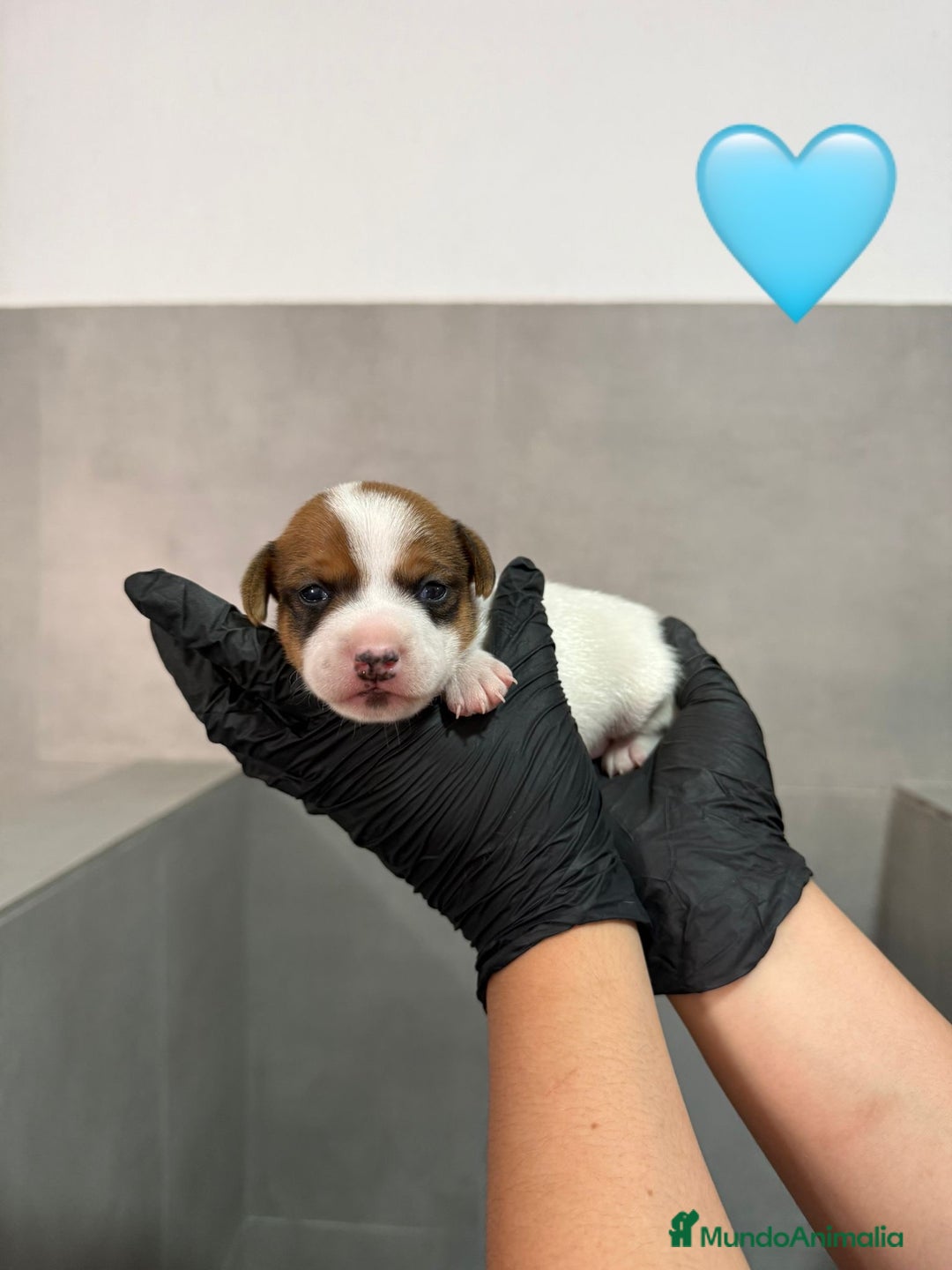 Jack Russell Terrier perros en venta: Cachorros Jack Russell bicolor patita corta  - Imagen 3