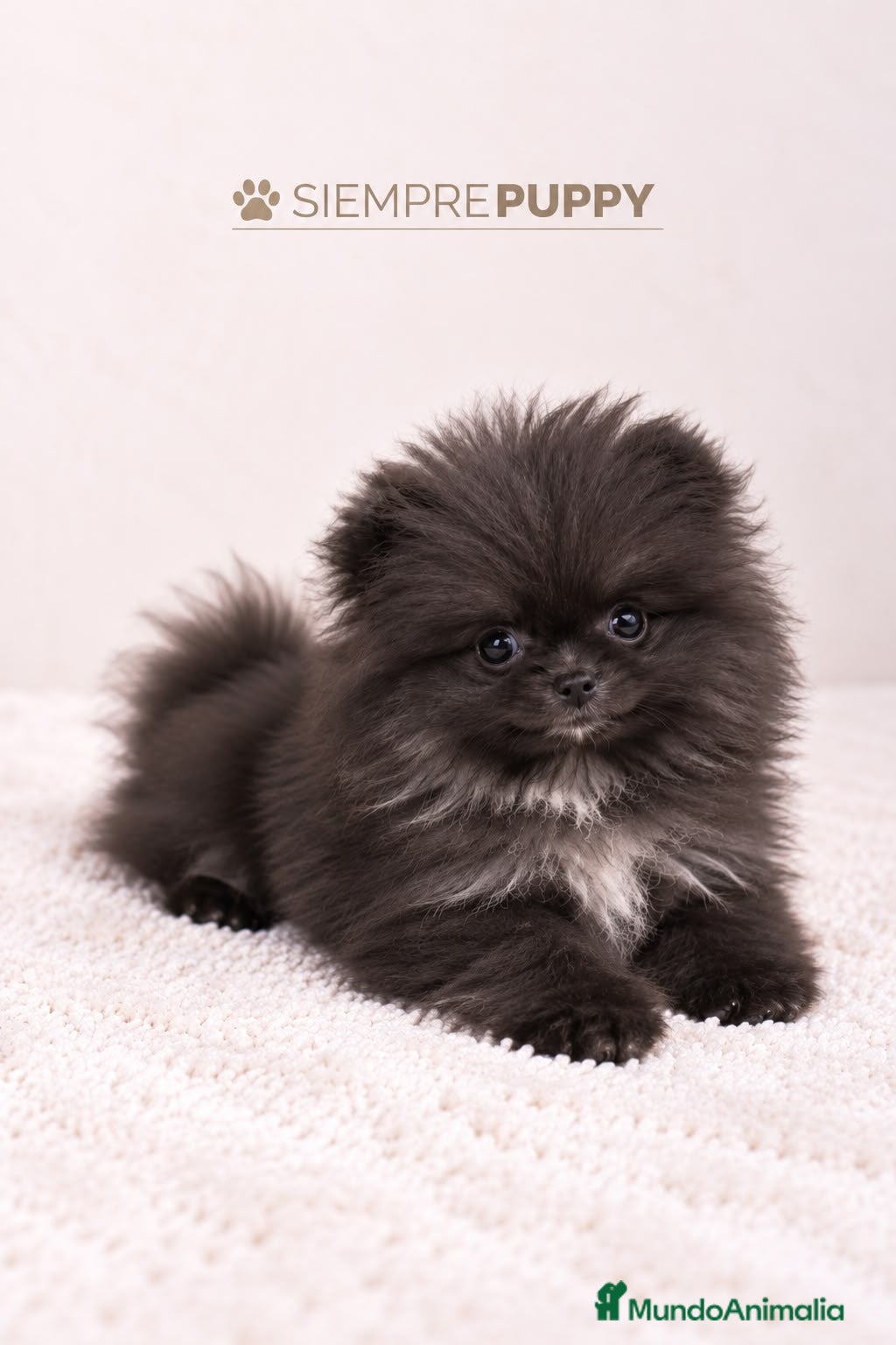 Pomerania perros en venta: POMERANIA MINI TOY LÍNEA RUSA - Anuncio 1