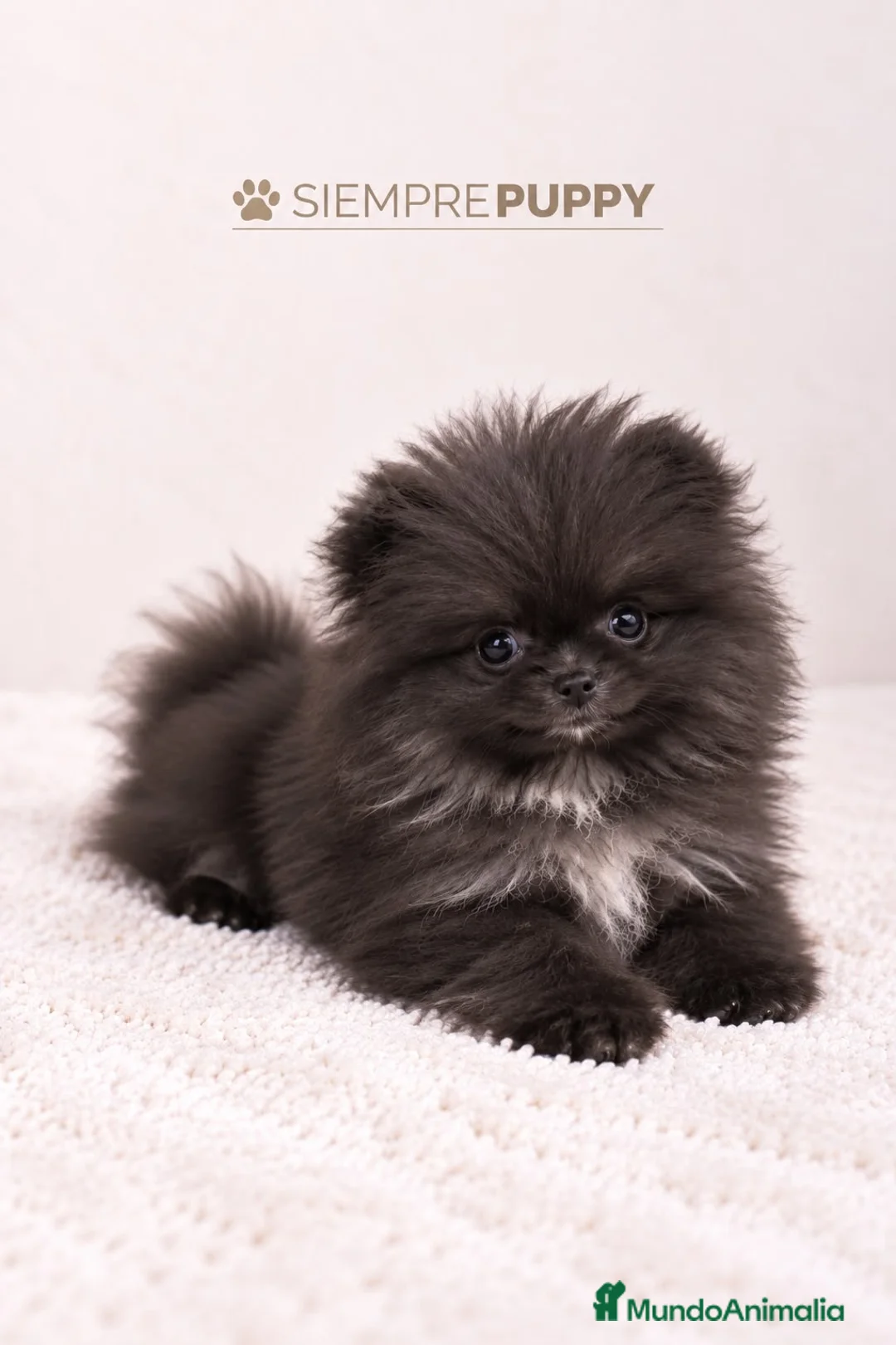 Pomerania perros en venta: POMERANIA MINI TOY LÍNEA RUSA - Anuncio 1