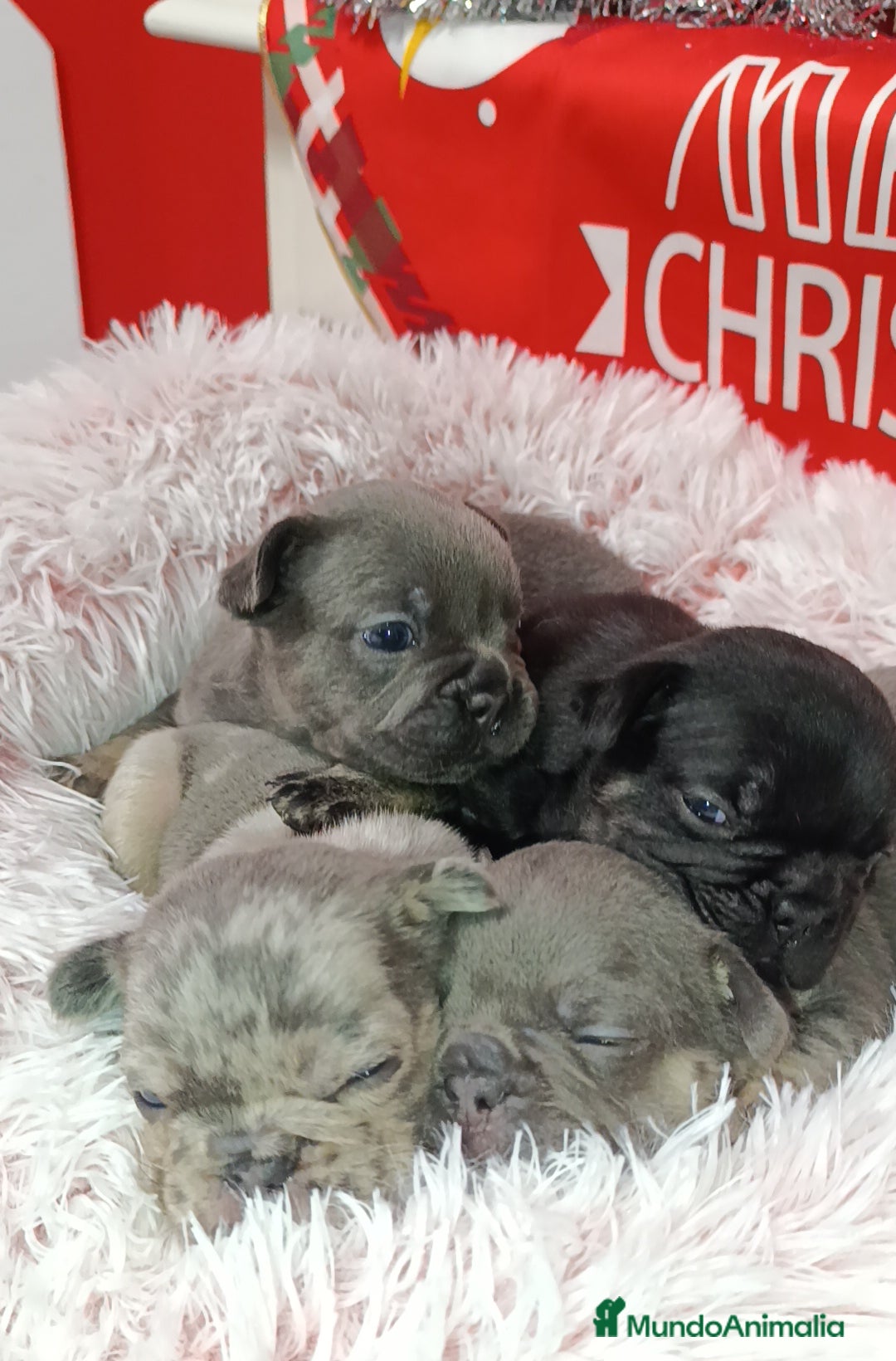 Bulldog Francés perros en venta: Bulldog francés  - Anuncio 5