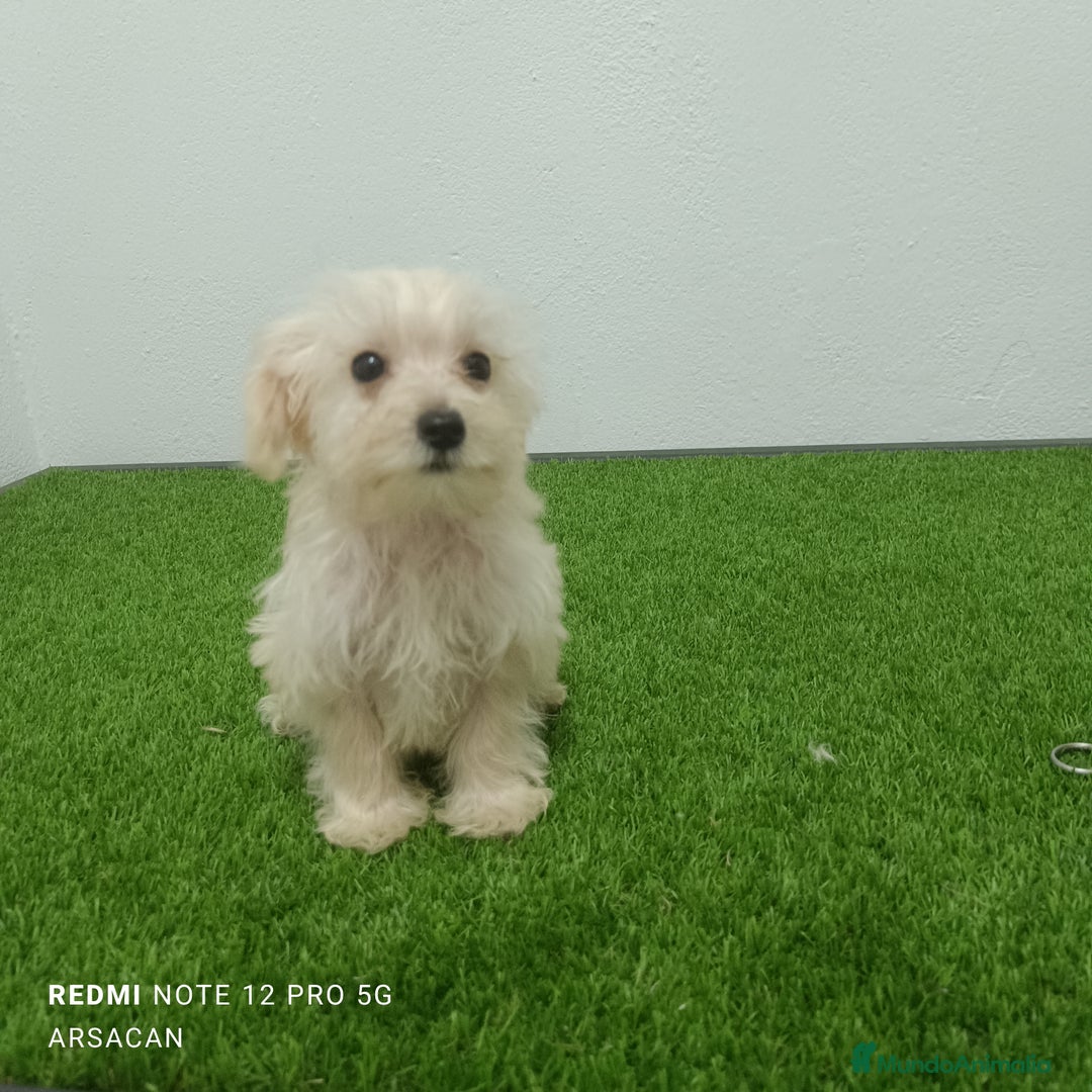 Raza Mixta perros en venta: Caniche mix schnauzer  - Imagen 2