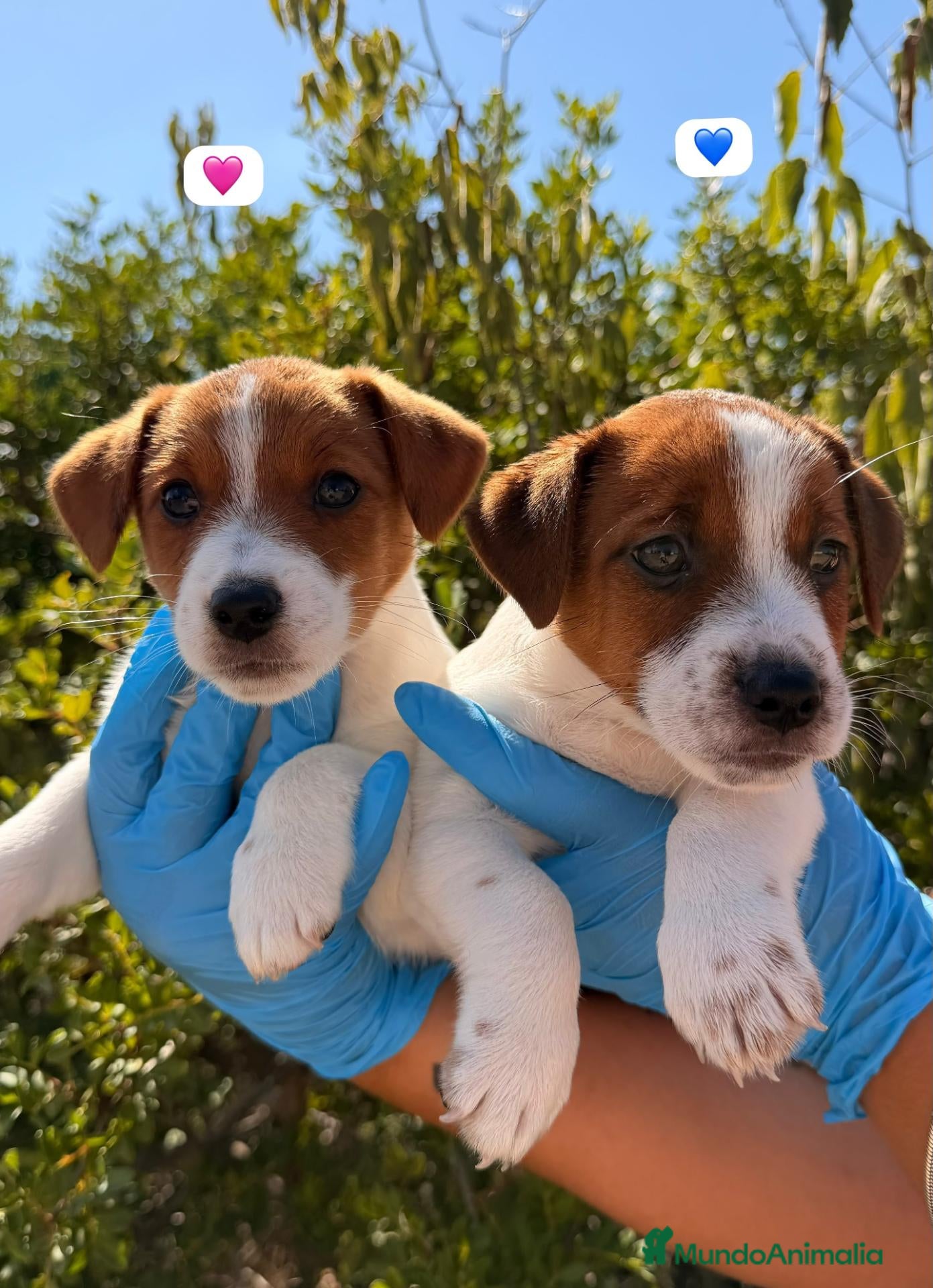 Jack Russell Terrier perros CAMADITA JACK RUSSELL TERRIER - Anuncio 1