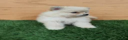Raza Mixta perros en venta: Spitz aleman  - Anuncio 6