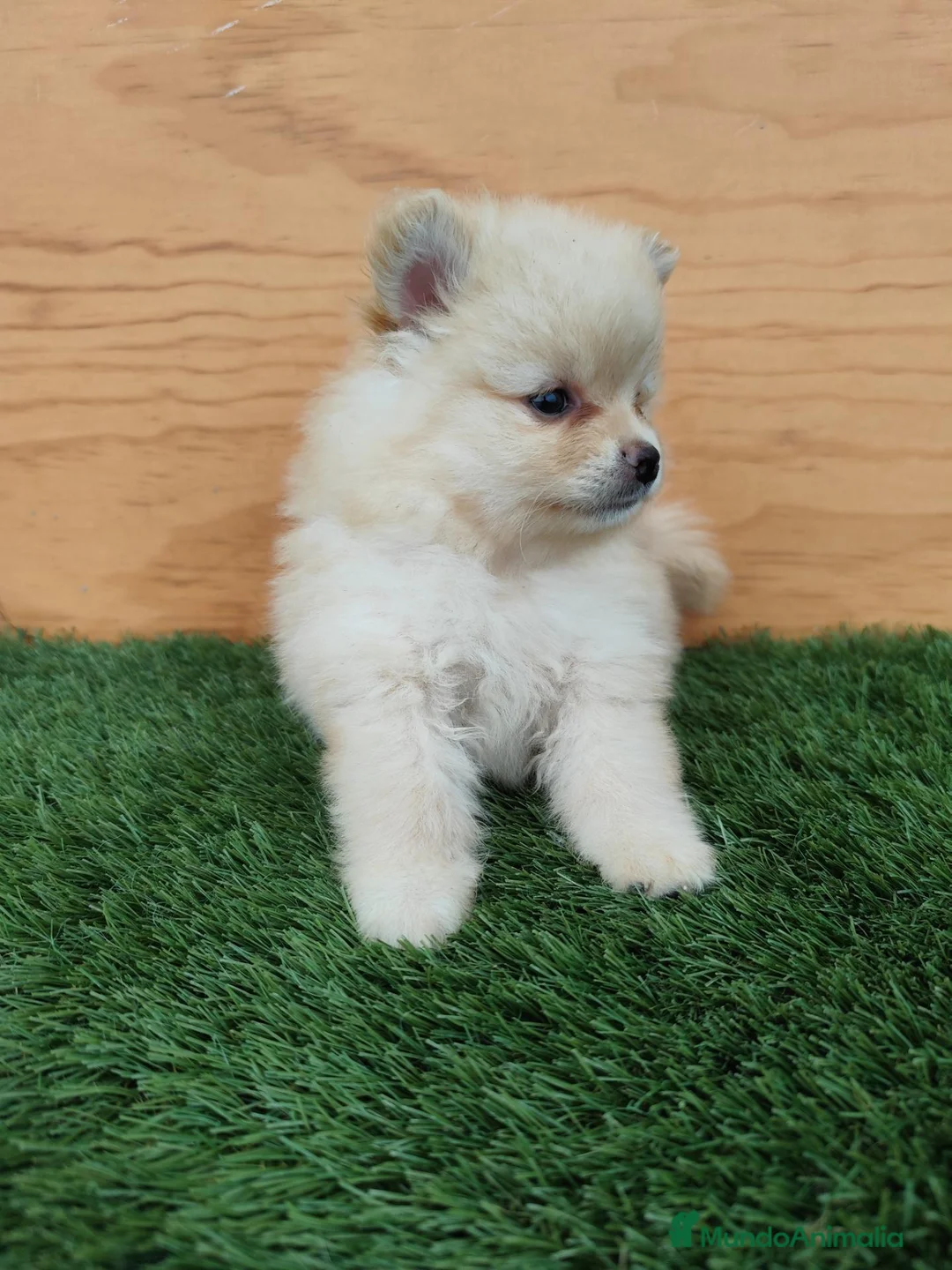 Raza Mixta perros en venta: Spitz aleman  - Anuncio 6
