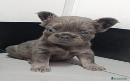 Bulldog Francés perros en venta: Fluffys bulldog increíbles  - Imagen 1