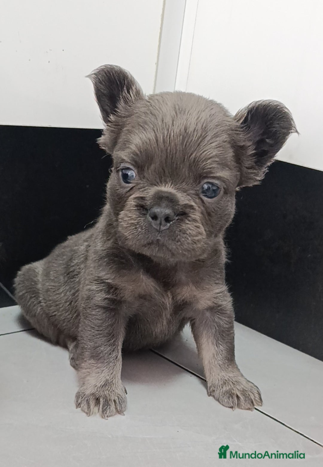 Bulldog Francés perros en venta: Fluffys bulldog increíbles  - Imagen 1