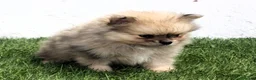 Pomerania perros en venta: Pomerania  - Anuncio 8