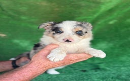 Border Collie perros en venta: Border collie  - Imagen 9