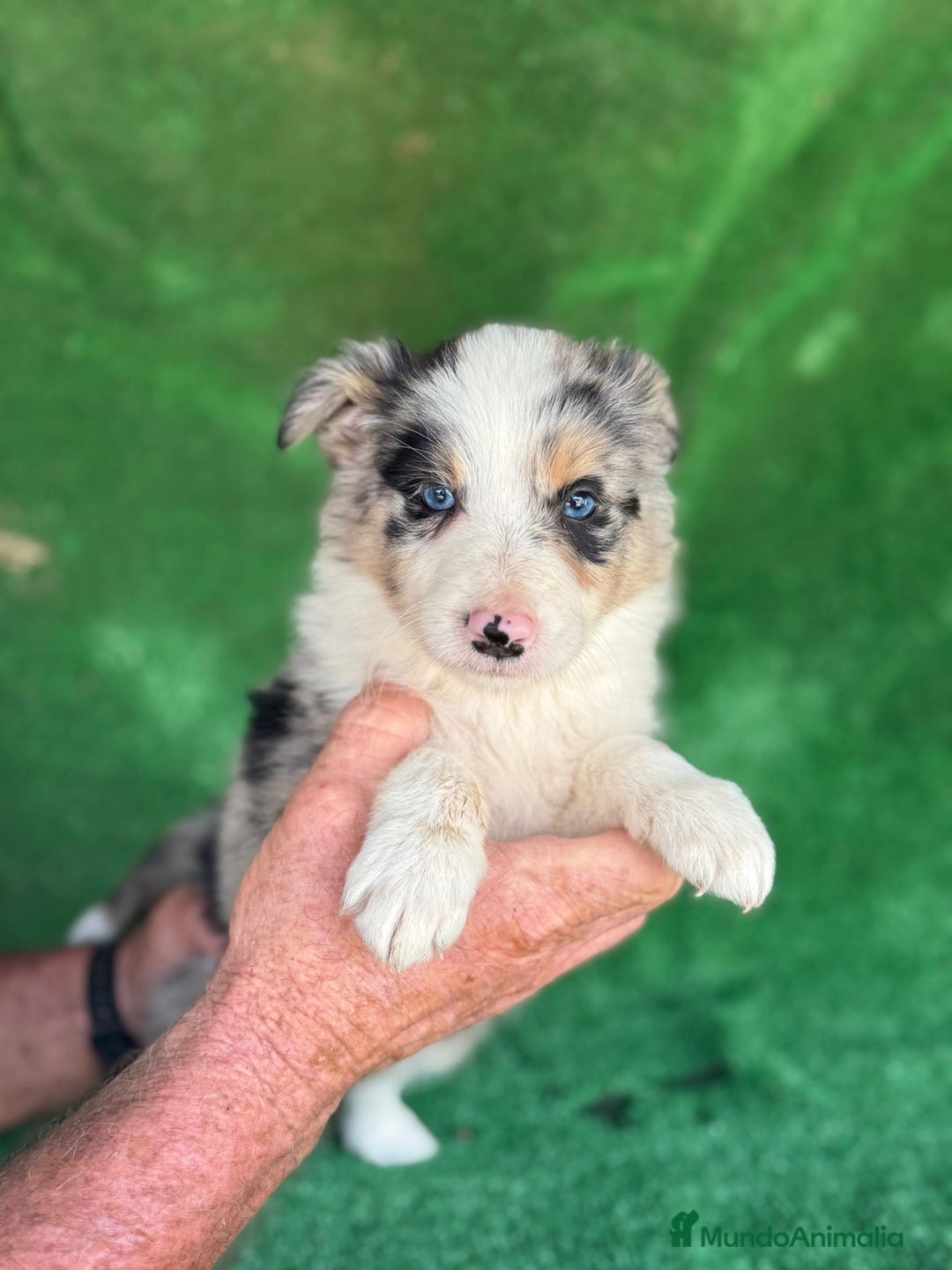 Border Collie perros en venta: Border collie  - Imagen 9